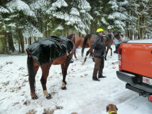 Schlussritt//hock 12/10/2017